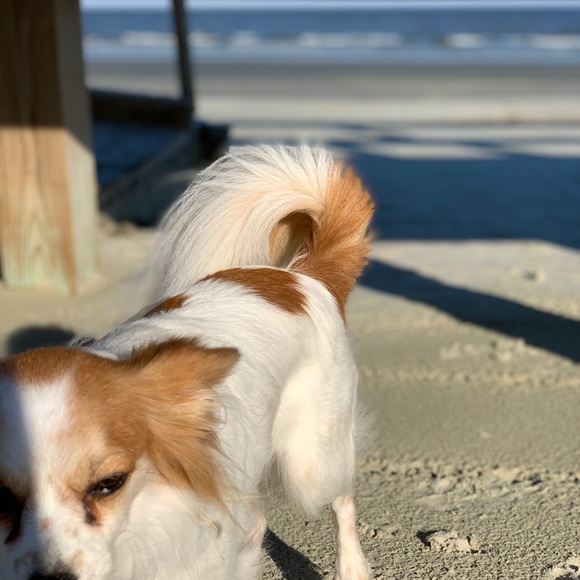 🌌Real Fresh Water Pearl Layered Necklace - Picture 7 of 15